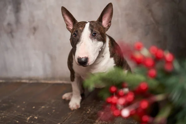 Afbeelding Gesloten shot portret van stier Terrier — Stockfoto