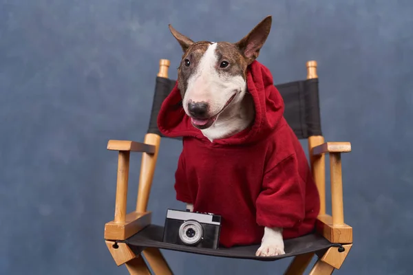 Modieuze hond draagt rode hoodie, ziet er hipster uit — Stockfoto