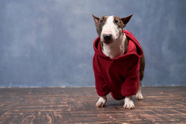 Modieuze hond draagt rode capuchon, stier Terrier — Stockfoto