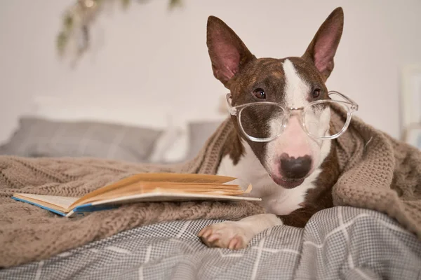 Hond liggend in bed, het dragen van een bril voor visie — Stockfoto