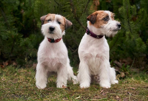 Två vänliga hundar sitter tillsammans. foto av Husdjur. — Stockfoto