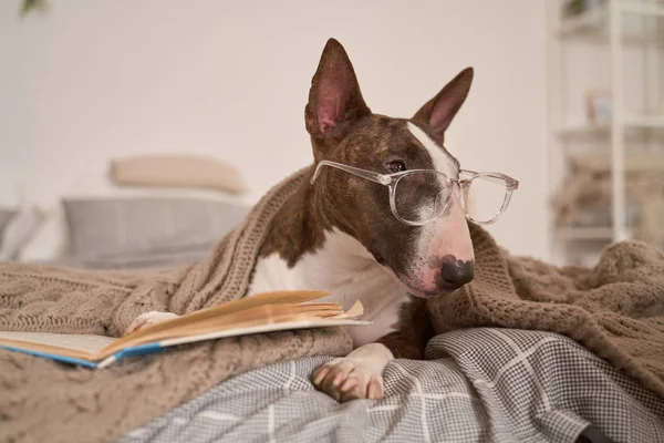 Hond liggend in bed, het dragen van een bril voor visie — Stockfoto