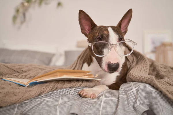 Hond liggend in bed, het dragen van een bril voor visie — Stockfoto