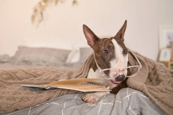 Hond liggend in bed, het dragen van een bril voor visie — Stockfoto
