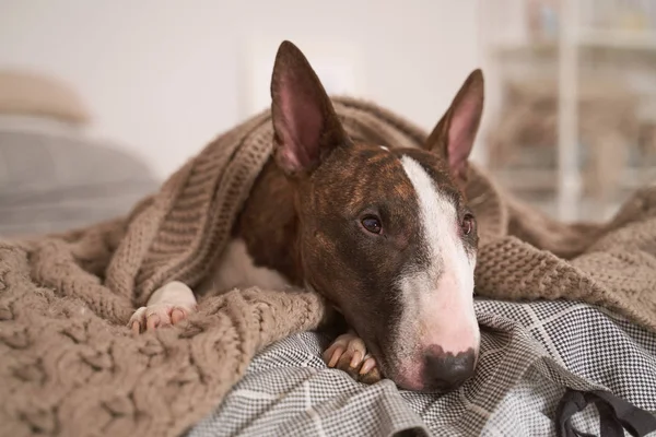 ベッドに寝そべって毛布で覆われた犬の写真 — ストック写真