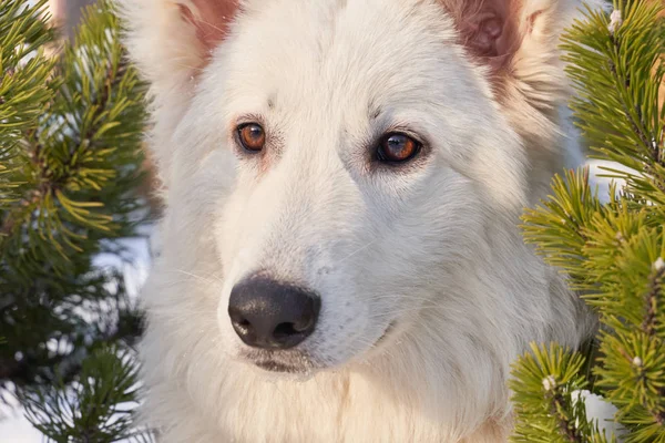 Hayvan kışın kar altında yürür Köpek parlak güneş gününde yürür — Stok fotoğraf