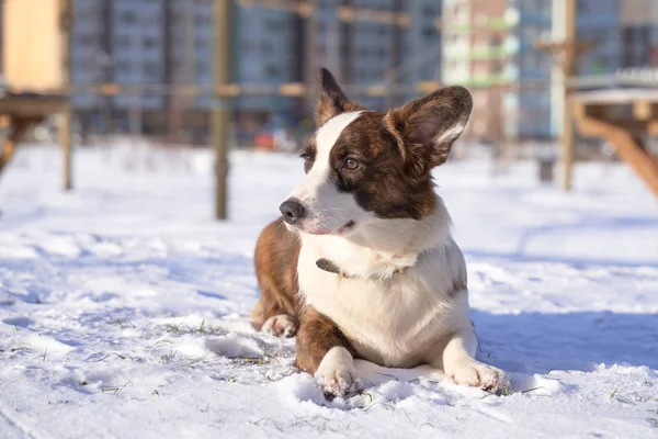 冬雪中的动物狗在阳光明媚的日子里散步 — 图库照片