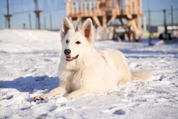 animal in winter snow Dog on walk bright Sunny day