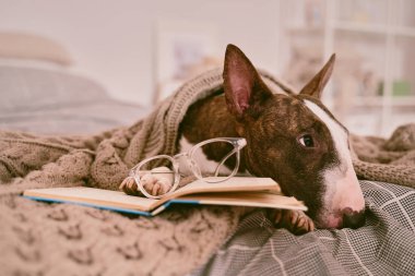 Köpek yatakta yatıyor, gözlük takıyor.