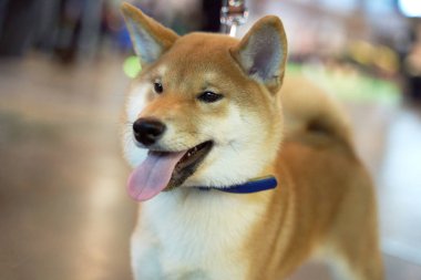 Köpek ünvan için sergileniyor. hayvan görüntüsü