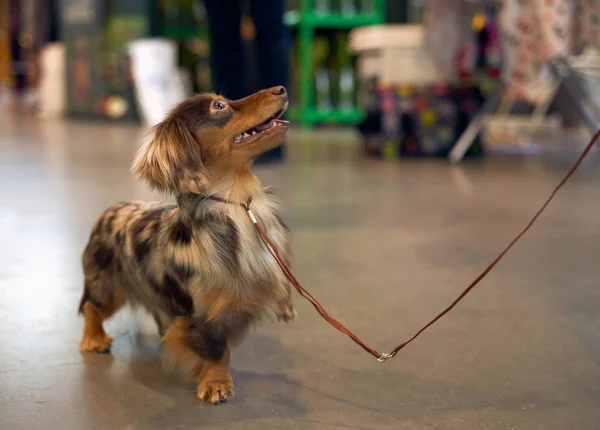 Köpek ünvan için sergileniyor. hayvan görüntüsü