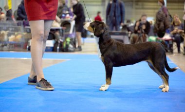 Köpek ünvan için sergileniyor. hayvan görüntüsü