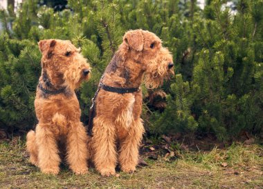 İki dost canlısı köpek yan yana oturur. Evcil hayvanların fotoğrafı.