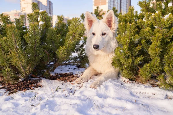 Animal in winter snow Dog on walk bright Sunny day — Stock Photo, Image