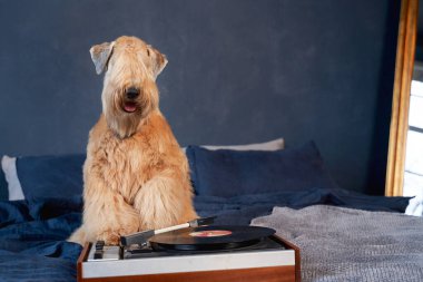 Curly-haired dogs lie on bed in apartment