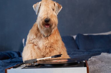 Curly-haired dogs lie on bed in apartment