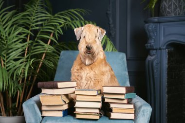 Curly-haired dog sits on chair in apartment
