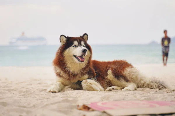 Beautiful dog lies on sand against background sea — Stock Photo, Image