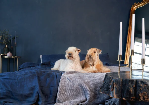 Curly-haired dogs lie on bed in apartment