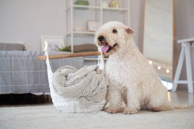 Curly haired dog located in the apartment