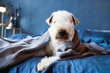 Curly-haired dogs lie on bed in apartment