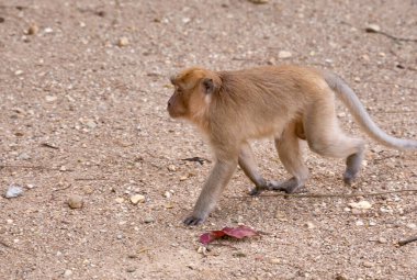 Hungry monkeys in reserve , take food from person