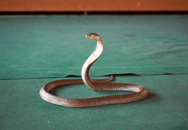 Snake show, beautiful shiny scales, beautiful bend