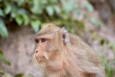 Hungry monkeys in reserve , take food from person