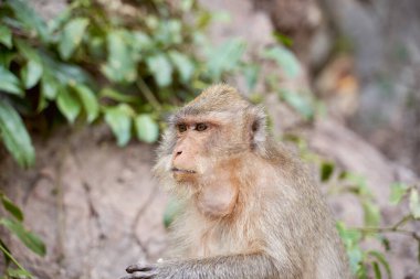 Hungry monkeys in reserve , take food from person