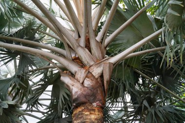 Close up view of the palm tree