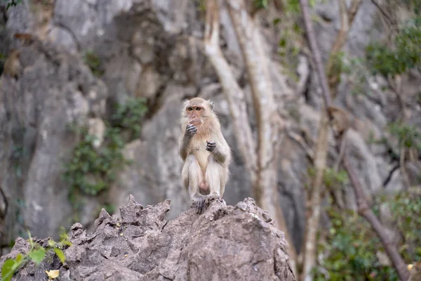 Monos hambrientos en reserva, tomar comida de la persona — Foto de Stock