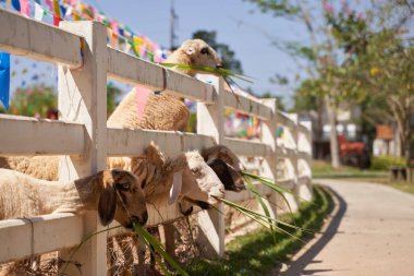 Sheep standing chewing the grass. Nature, food. 