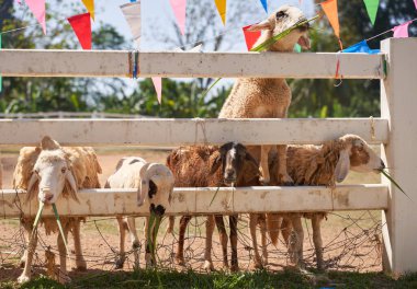 Sheep standing chewing the grass. Nature, food. 