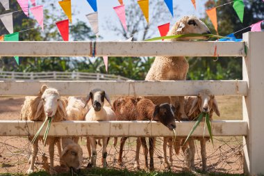 Sheep standing chewing the grass. Nature, food. 