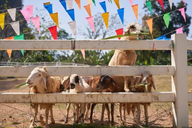 Sheep standing chewing the grass. Nature, food. 