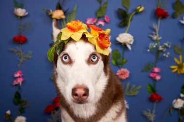 Genç kurt poz veriyor. Şirin beyaz kahverengi köpek.