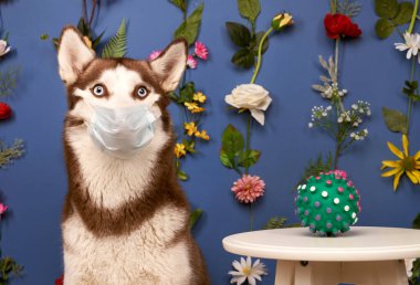 Genç kurt poz veriyor. Şirin beyaz kahverengi köpek.