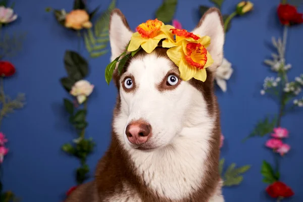 Jonge husky poseren. Leuke speelse witte bruine hond — Stockfoto