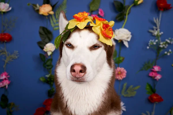 Genç kurt poz veriyor. Şirin beyaz kahverengi köpek. — Stok fotoğraf