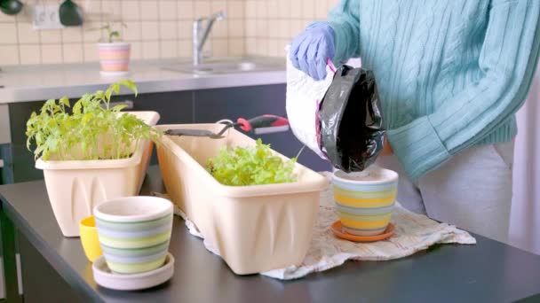 Vidéo de la jeune fille transplantant des plantes vertes à la maison. Jardinage salle des plantes, décor de fleurs. Soin des semis. Femme met germer dans un pot de terre. Jolie dame prend soin des tomates d'intérieur et le persil — Video