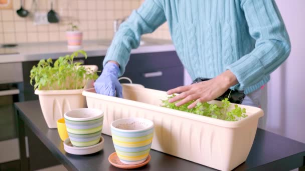 Vídeo de uma jovem transplantando plantas verdes em casa. Sala de jardinagem planta, decoração de flores. Cuidado de mudas. A mulher põe o broto no pote do solo. Linda senhora cuida de tomates internos e salsa — Vídeo de Stock