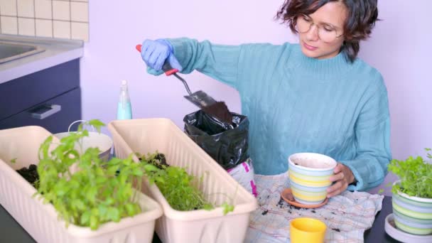 Video of young girl transplanting green plants at home. Gardening plant room, flower decor. Care of seedlings. Woman puts sprout in pot of soil. Pretty lady takes care of indoor tomatoes and parsley — Stock Video