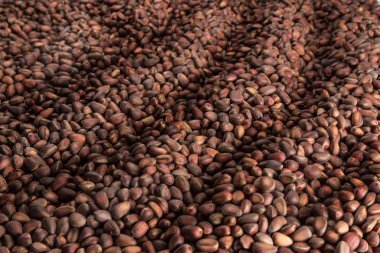 çok sayıda çam fıstığı