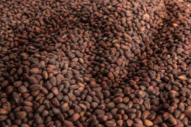 çok sayıda çam fıstığı