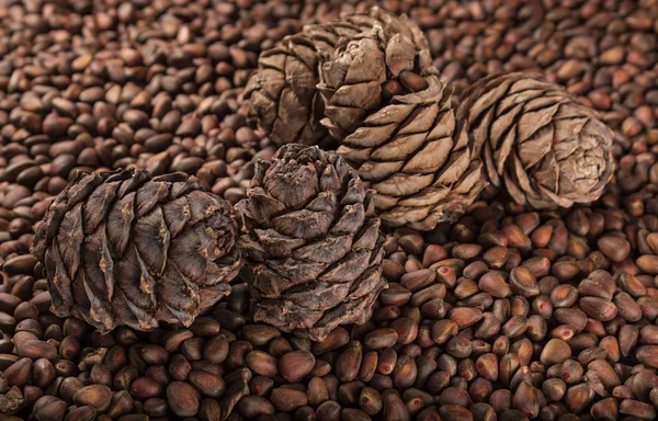   çam kozalakları ve çam fıstığı