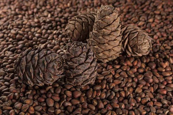  çam kozalakları ve çam fıstığı
