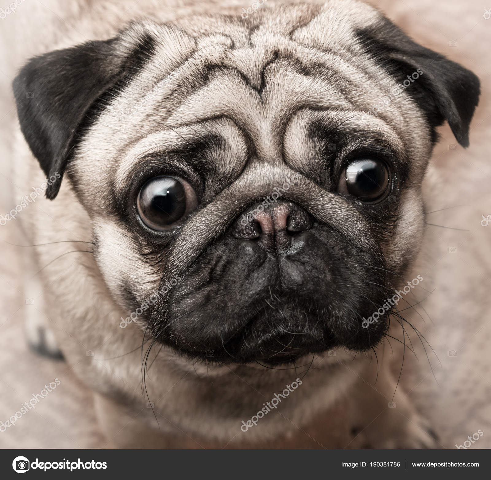 Pictures: ugly pugs | Puppy ugly face 