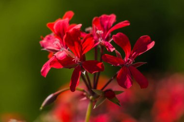 Andorra la Vella Flowers