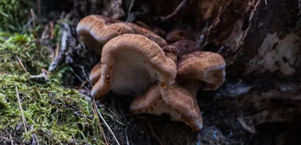 Andorre forêt champignon — Photo