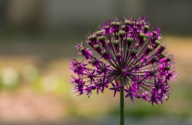 Rosengarten mor çiçek